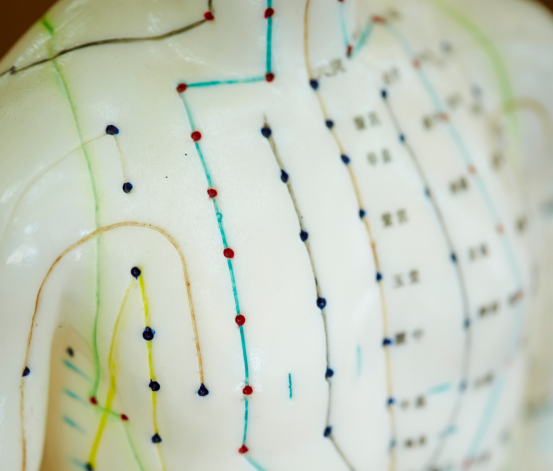 Acupuncture Model