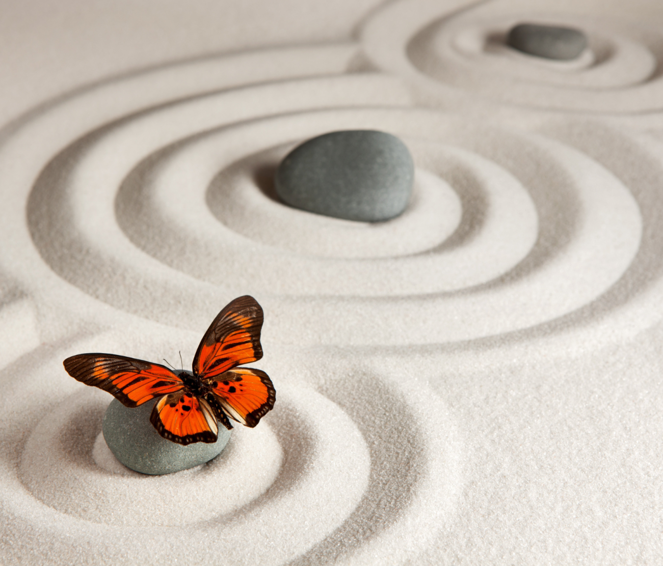 Butterfly, Sand and Stones